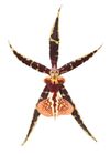 enexclusive-orchids-tarantula-xl-coral-601115-0