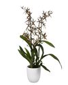 enexclusive-orchids-tarantula-xl-coral-601115-1