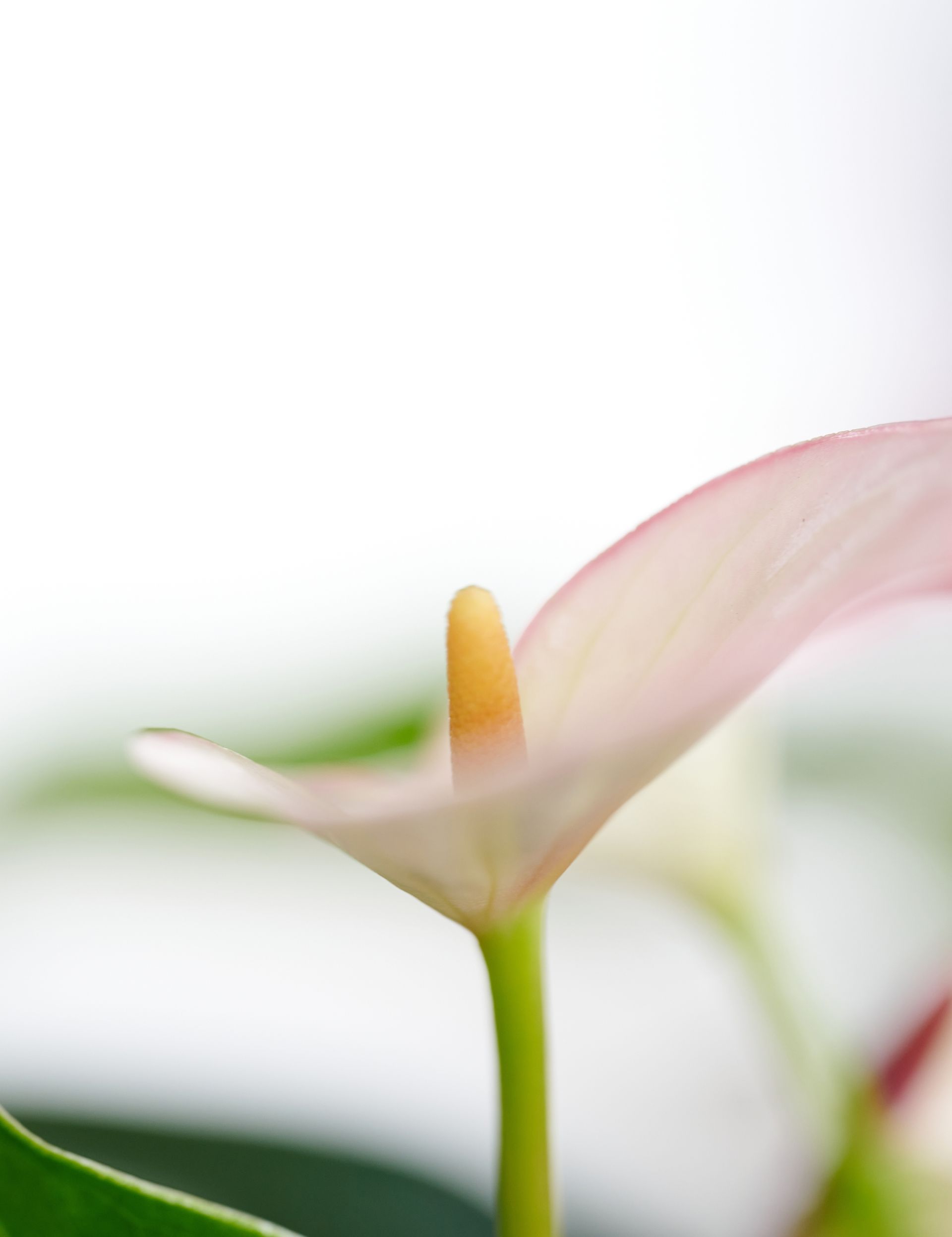 Hygine in anthurium en phalaenopsisteelt | Anthura