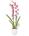 exclusieve-orchideeen-renaissance-at-ruby-601097-1