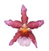 enexclusive-orchids-renaissance-at-ruby-601097-0