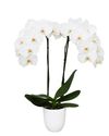 phalaenopsis-potplanten-bradford-wit-110196-1