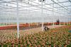 Greenhouse of Stolk Brothers, filled with beautiful Anthuriums.