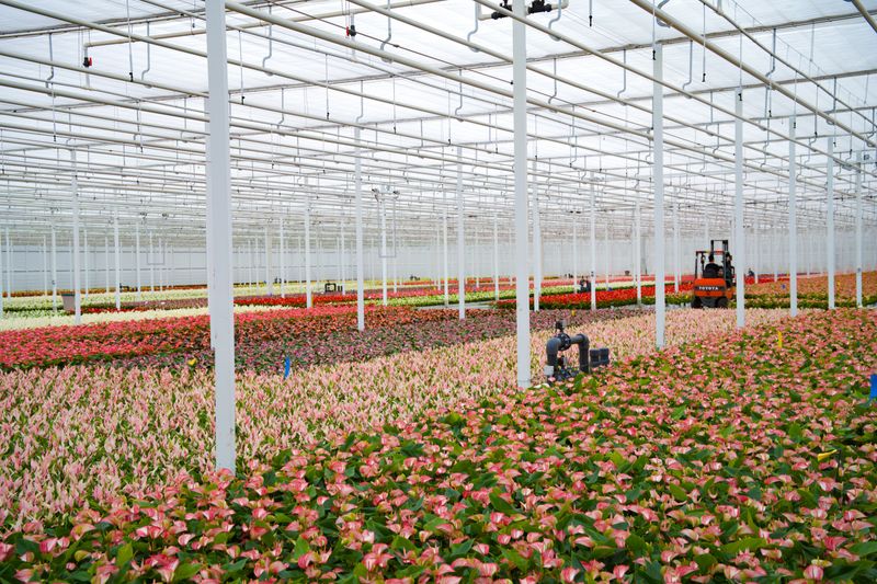 bonsai schlafzimmer Lange Wandkunst Bonsai-Baum mit roter Sonne Panoramaleinwand Schlafzimmer