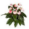 enanthurium-pot-lipa-altima-white-207136-1