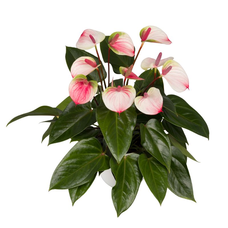 Anthurium pot plants | Anthura