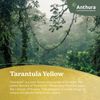 enexclusive-orchids-tarantula-yellow-601112