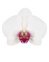 enphalaenopsis-pot-ottawa-white-106487-0