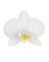 enphalaenopsis-pot-interlaken-white-109127-0