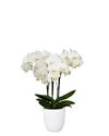 enphalaenopsis-pot-interlaken-white-109127-1