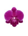 phalaenopsis-potplanten-manta-motu-paars-108762-0