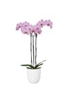 phalaenopsis-potplanten-glenwood-roze-109461-1