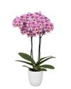 phalaenopsis-potplanten-evora-lila-109570-1
