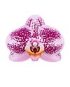 enphalaenopsis-pot-evora-lilac-109570-0