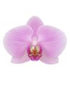 phalaenopsis-potplanten-westhope-roze-109723-0
