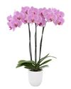 phalaenopsis-potplanten-westhope-roze-109723-1