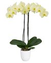 enphalaenopsis-pot-bentong-green-110082-1