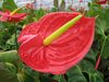 Slow ripening.