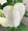Glassiness in a white flower.