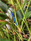 Extreme internode elongation in cut-flower cultivation.