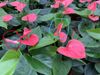 Sw. Dream: when the bud is horizontal (red), there is no further elongation.