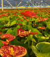 Extreme flower elongation.