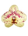 phalaenopsis-potplanten-albufeira-geel