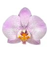 phalaenopsis-potplanten-aalborg-lila