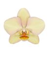 109342-flower1