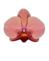 105571-Narbonne-flower