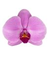 106571-Orlando-flower