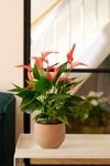 anthurium-potplanten-banderola-r-peach-roze-206757-0