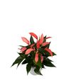 anthurium-potplanten-banderola-r-peach-roze-206757-1