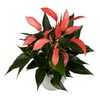 enanthurium-pot-banderola-r-peach-pink-206757-2