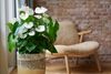 enanthurium-pot-olinka-r-white-207982-0
