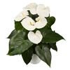 enanthurium-pot-olinka-r-white-207982-1
