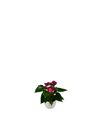 esanturio-para-maceta-cortina-r-violeta-220659-0