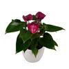 esanturio-para-maceta-cortina-r-violeta-220659-1