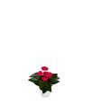 anthurium-potplanten-prosa-r-roze-220699-0