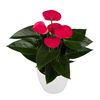 anthurium-potplanten-prosa-r-roze-220699-1