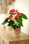 anthurium-potplanten-kalua-rood-207435