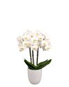 esphalaenopsis-para-maceta-wels-blanco-103782-0
