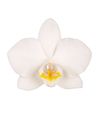 esphalaenopsis-para-maceta-wels-blanco-103782-1