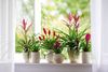 BromeliaMix