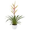 bromelia-potplanten-luminosa-geel-700861