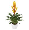bromelia-potplanten-electric-geel-700871-1