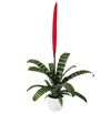 bromelia-potplanten-espada-rood-700904