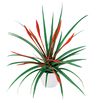 bromelia-potplanten-flabellata-rood-700852