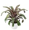 bromelia-potplanten-fosteriana-red-chestnut-700874