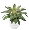 bromelia-potplanten-gigantea-nova-700876